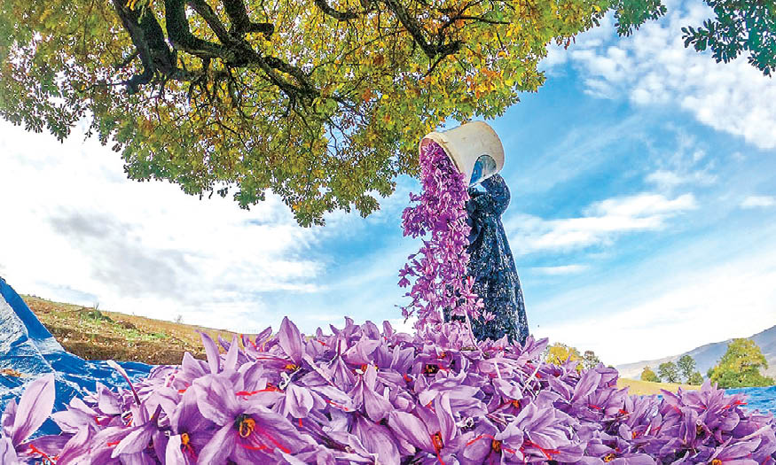 عکس خبر/ برداشت زعفران از مزارع مازندران