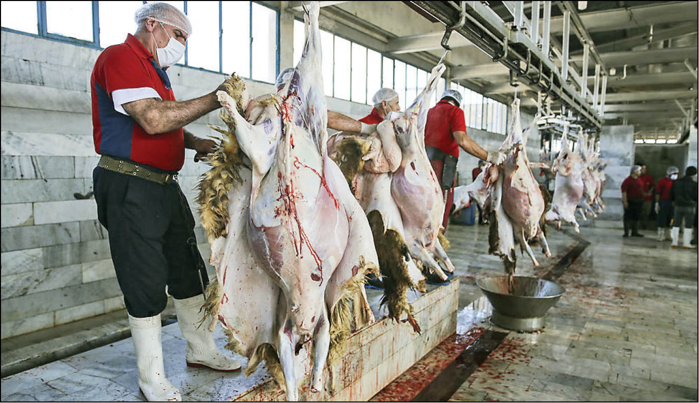 گزارش همشهری از سونامی کشتار دام‌های مولد سبک