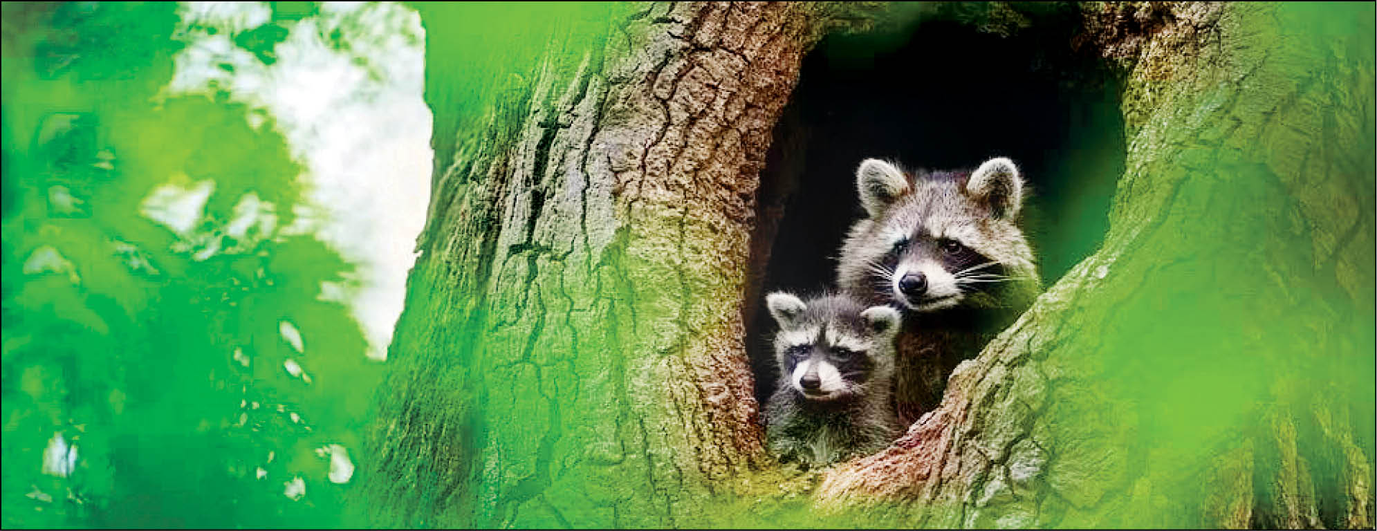 تهدید طبیعت ایران ‌از سوی میمون‌های مهاجم و راکن‌های روس