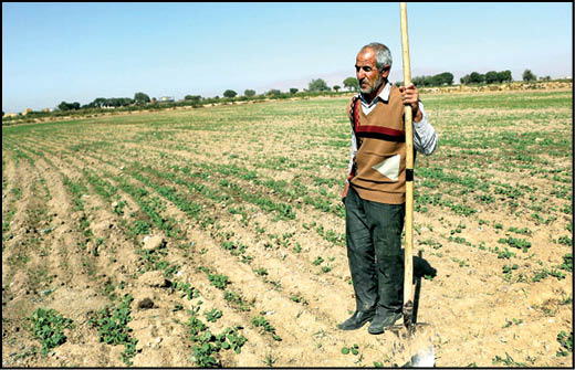 پرداخت ۲۶۵میلیارد تومان به کشاورزان اصفهان