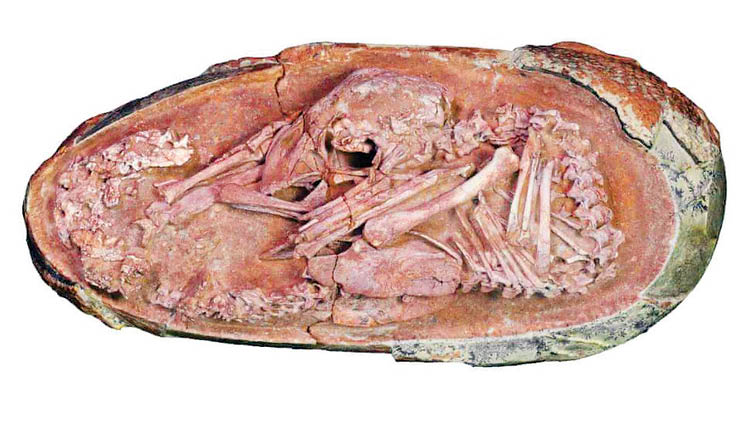 اکتشاف تازه درباره فسیل دست نخورده جنین دایناسور