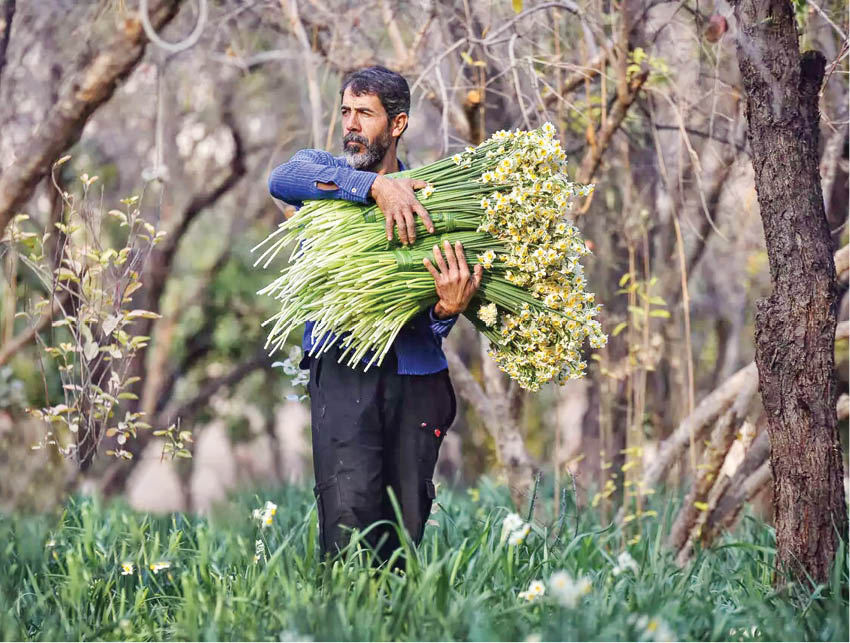 برداشت گل نرگس از «خفر»