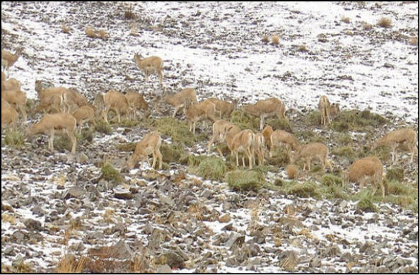 علوفه‌رسانی دستی‌برای جلوگیری از ورود حیات‌وحش به پایتخت