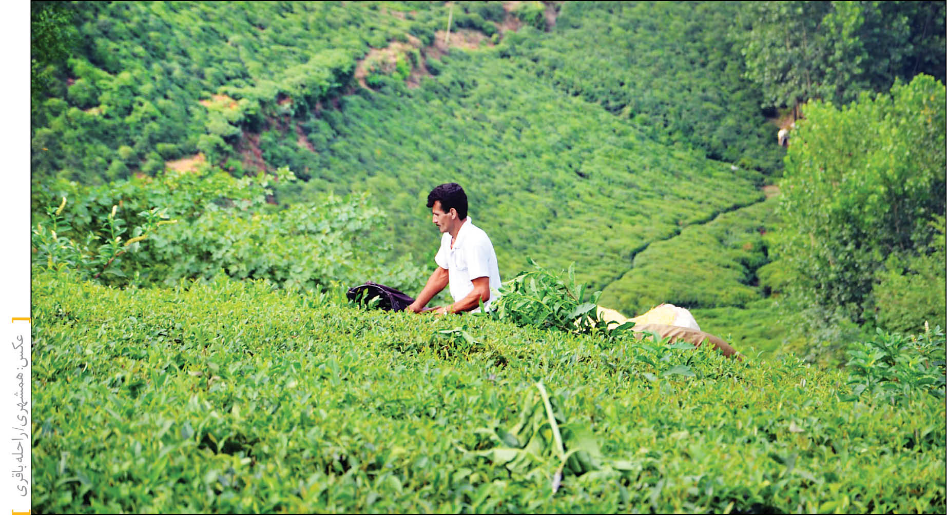 چراغ سبز دولت به باغداران چای