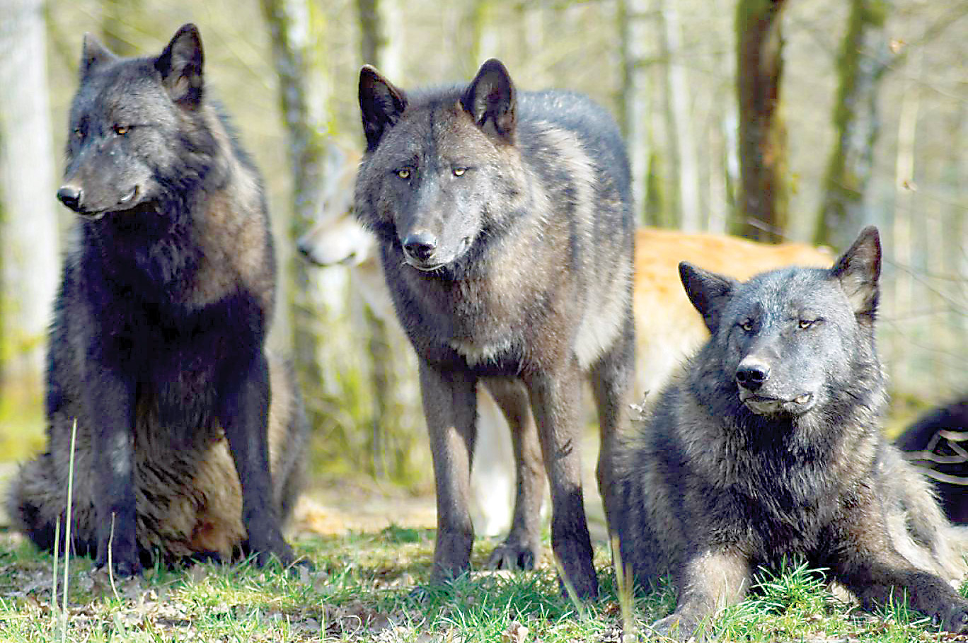 فرار گرگ‌ها