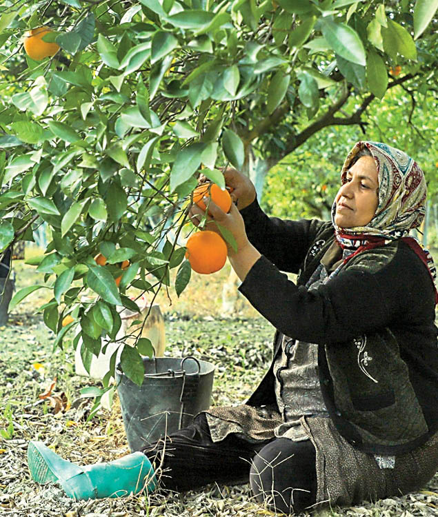 عکس خبر/ برداشت پرتقال در گلستان