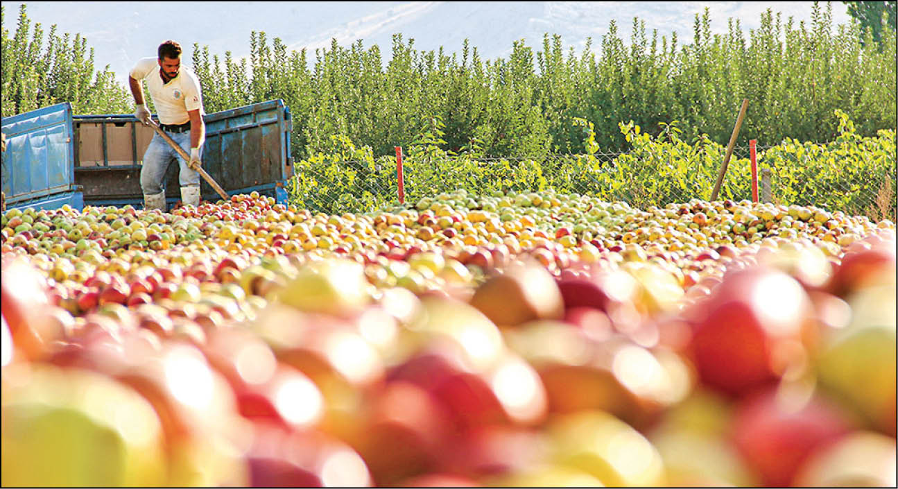 پرونده سیب ارومیه به کمیته ویژه رفت