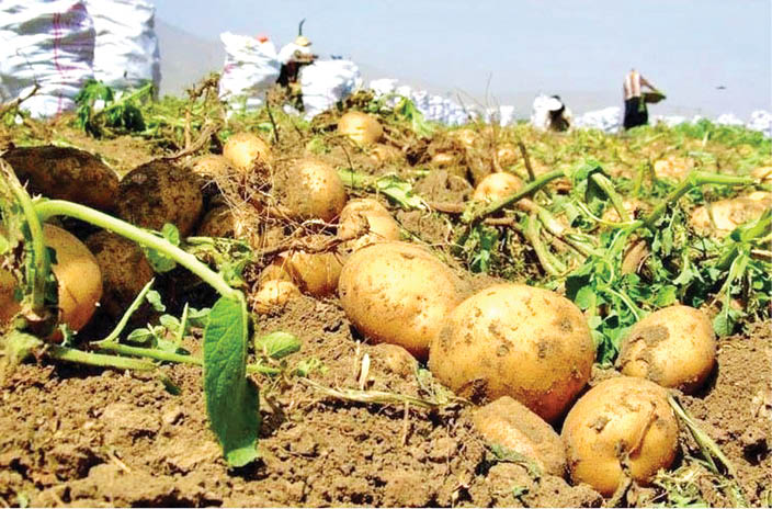 استانداردها تفاوت دارد، محصولات سالم است