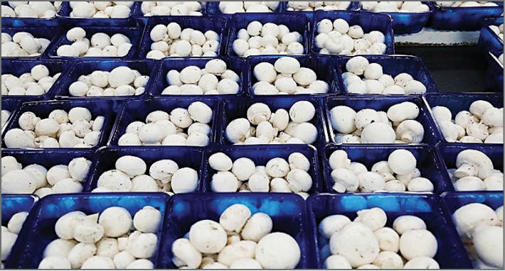 کاهش قیمت قارچ