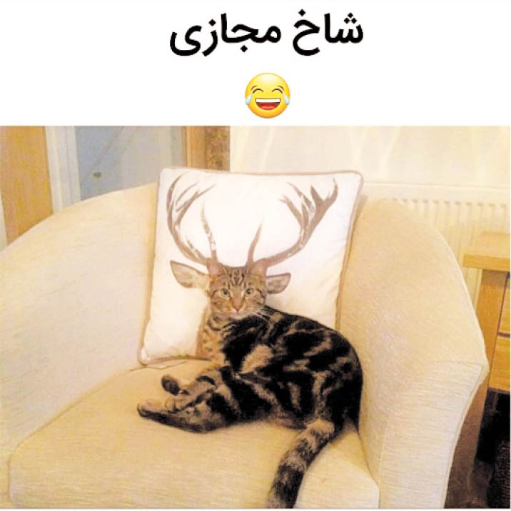 چی شد «شاخ» شدی؟