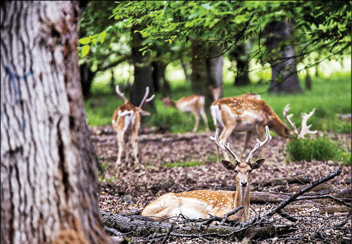 حال ناخوش گوزن زرد ایرانی
