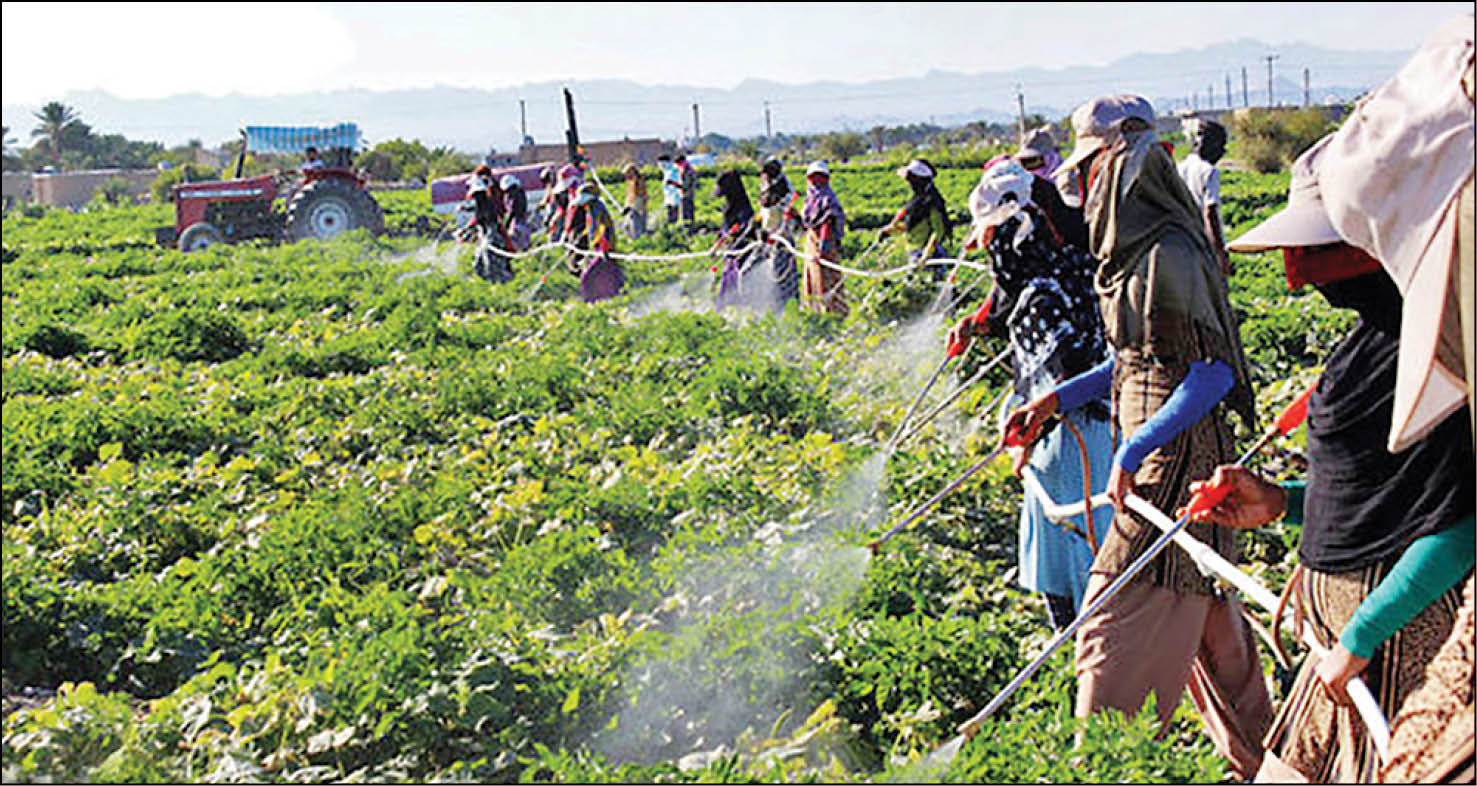 احمد حیدری، عضو هیأت علمی مؤسسه تحقیقات گیاه‌پزشکی کشور در گفت و گو با همشهری: