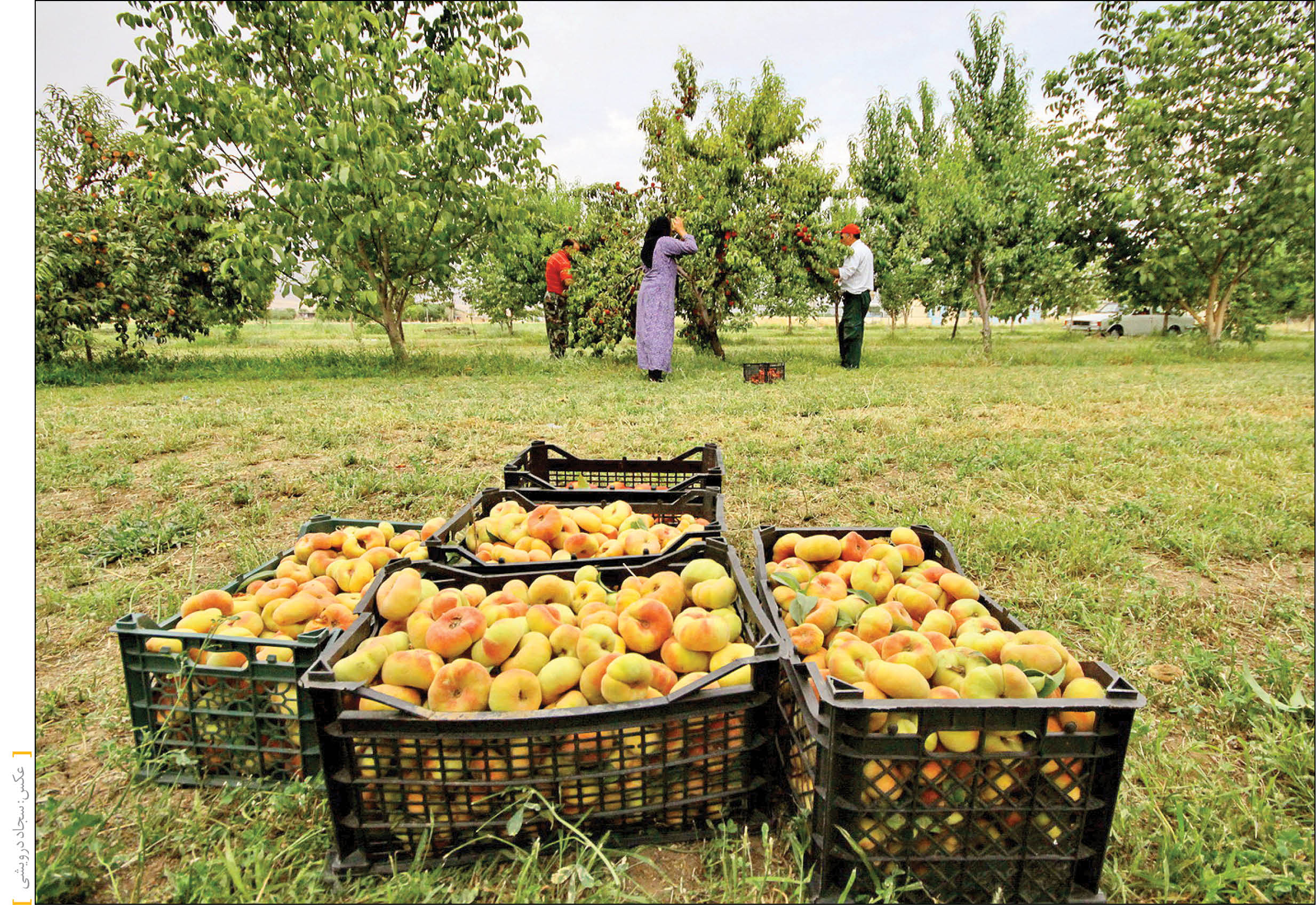 نقشه صادرات کشاورزی ایران