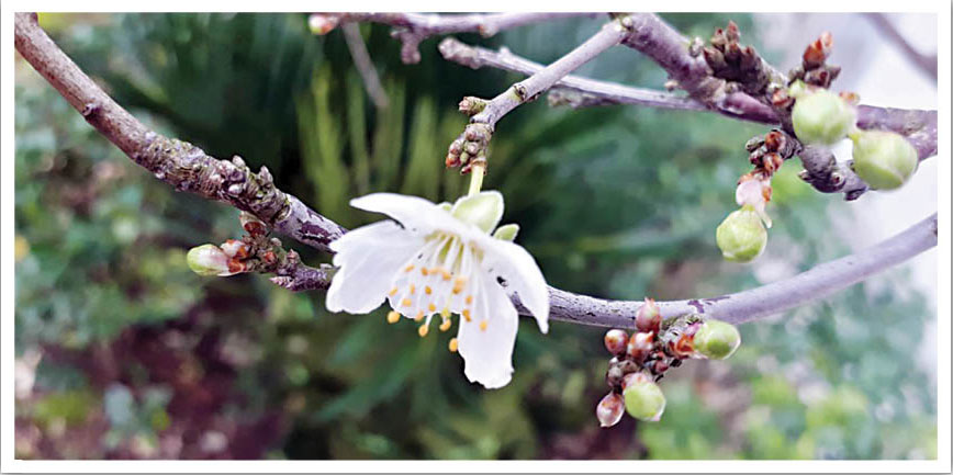 درختان آلوچه‌ای که مهربان‌ترند