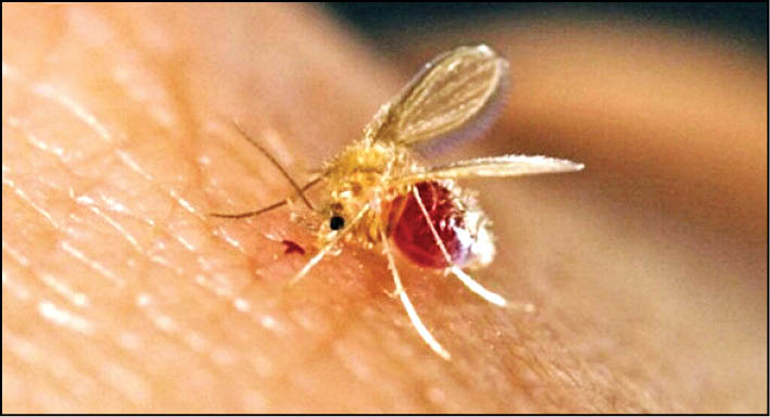 10500نفر از اول سال سالک گرفته‌اند