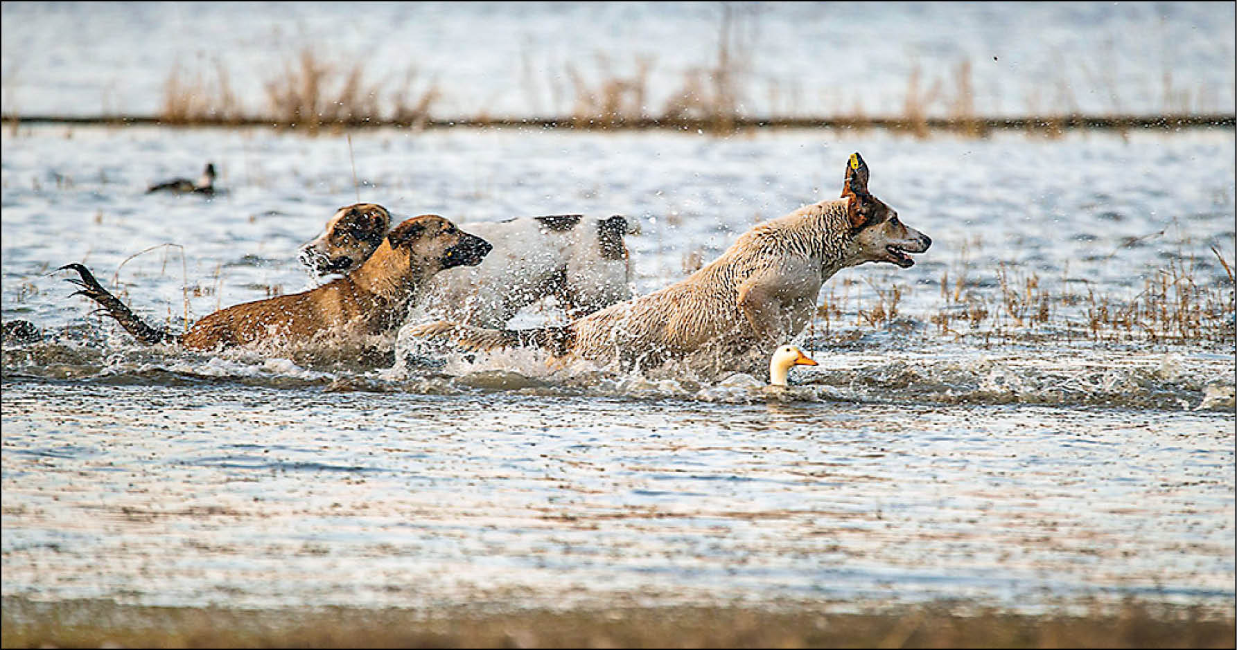 خطر افزایش یک گونه نیمه‌وحشی؛ گرگاس