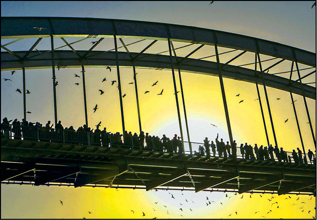 پل سفید، میزبان پرندگان مهاجر‎