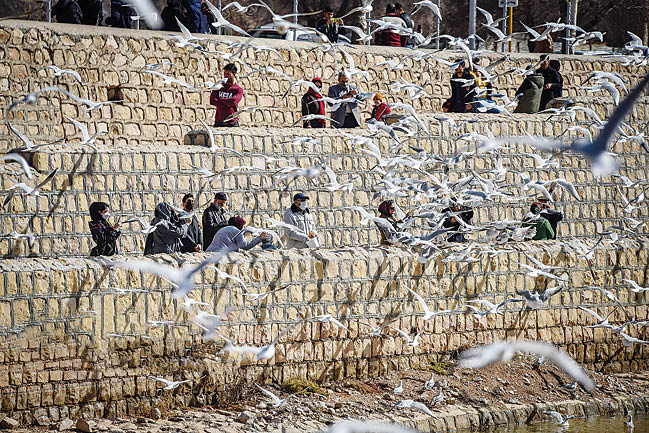 شیراز؛ میزبان مرغان دریایی