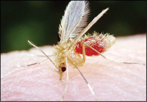 جغرافیای سالک