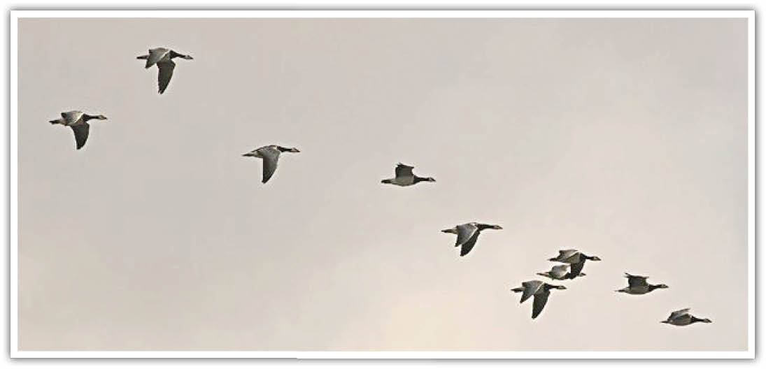 آب نبود، ضیافت پرندگان برگزار نشد