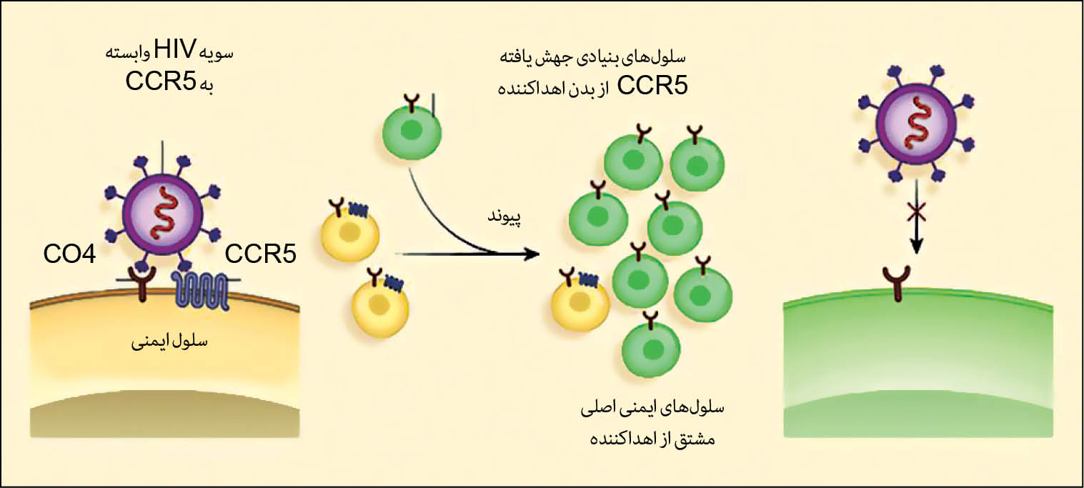 نجات از ایدز با سلول‌های بنیادی
