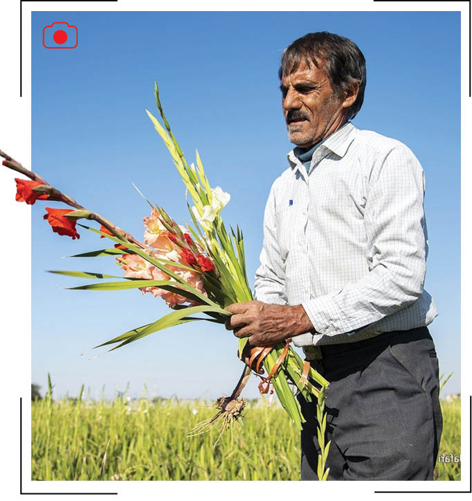 عکس‌خبر/برداشت «گلایول» در بوشهر