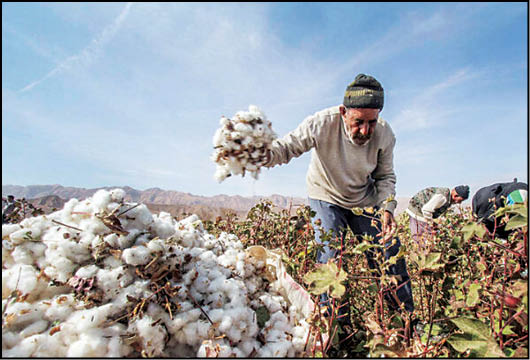 کشت قراردادی پنبه در سیستان و بلوچستان