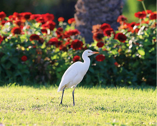 عکس‌خبر/زمستان بهاری کیش