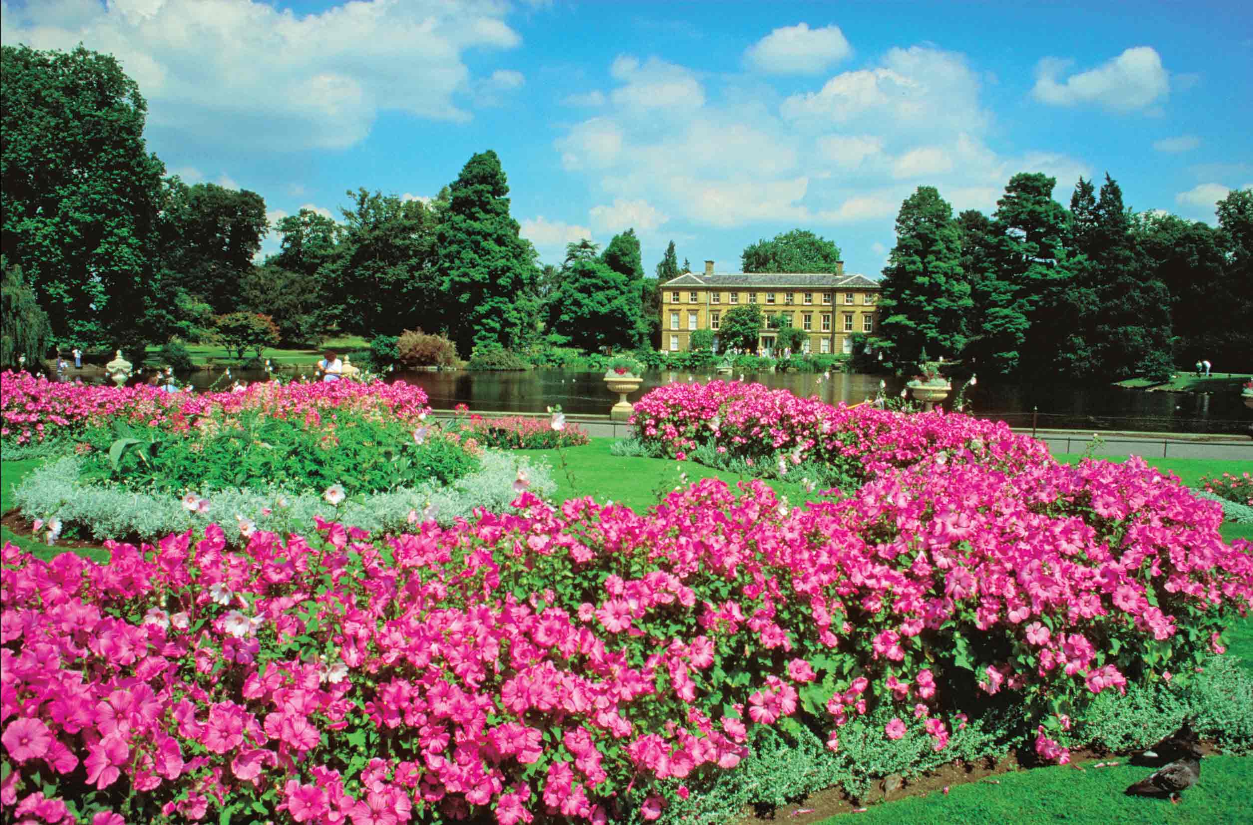 سمفونی گیاهان و درختان