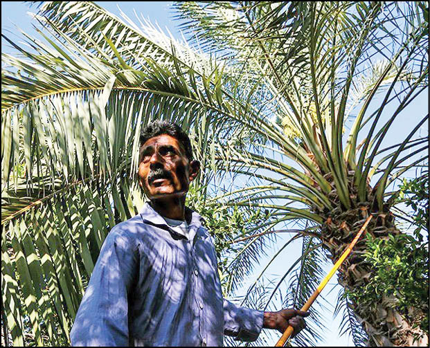 عکس‌خبر/گرده‌افشانی مکانیزه نخل‌ها