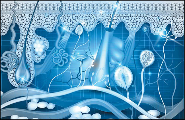 تحول ۳۰سال جوان‌کردن سلول‌های پوستی