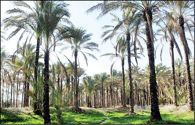 نخلستان‌های بوشهر سبز می‌شود