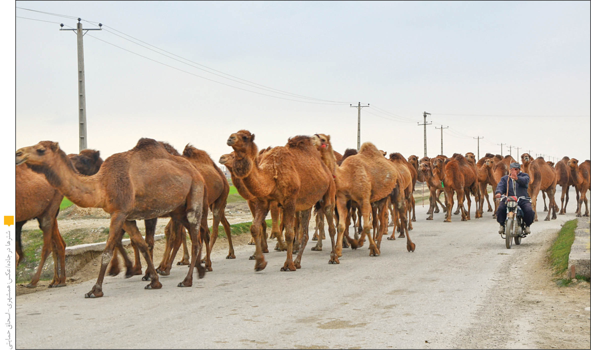 بازار شترها سکه است