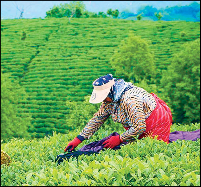 رضایت چایکاران در فصل برداشت