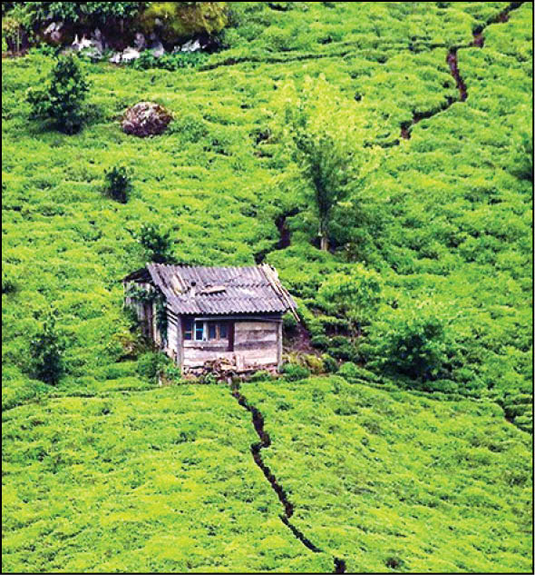 برداشت چای بهاره