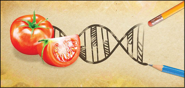 گوجه‌فرنگی‌ ویرایش ژنی به بازار می‌آید