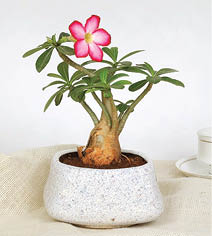 آدنیوم با گل‌های جذاب