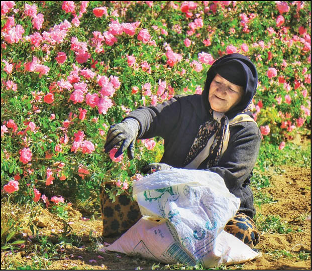 برداشت گل‌محمدی در همدان