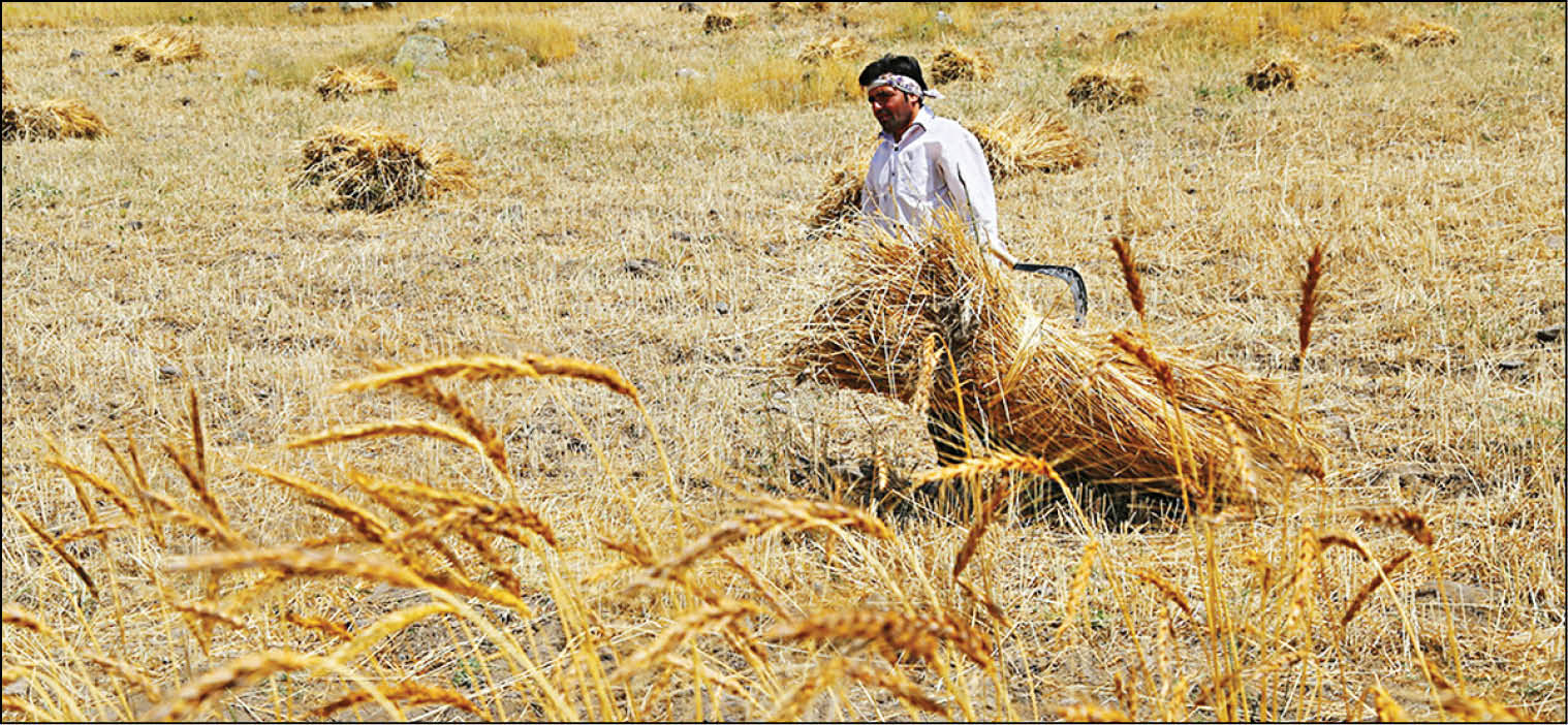 پیش‌شرط‌های افزایش تولیدگندم دیم