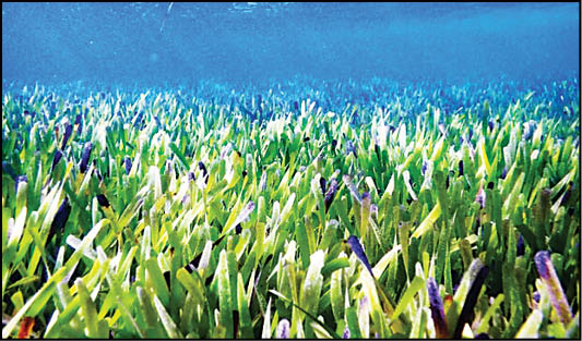 کشف بزرگ‌ترین گیاه جهان