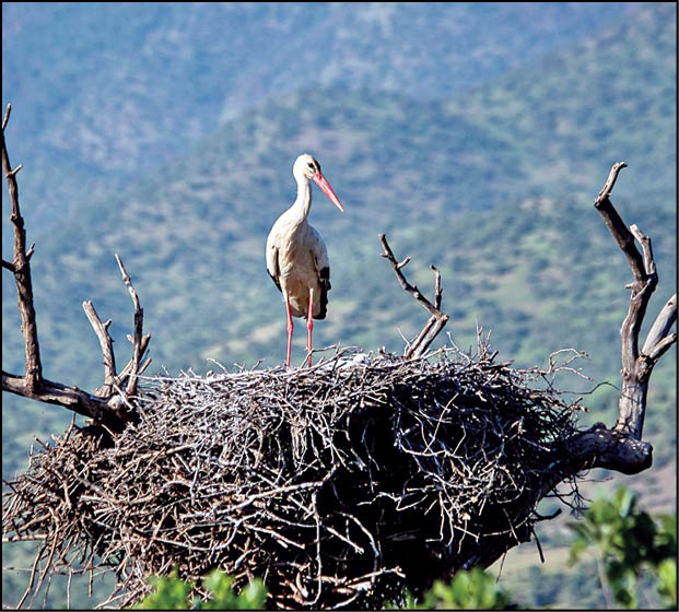 بازگشت لک‌لک‌ها به مریوان