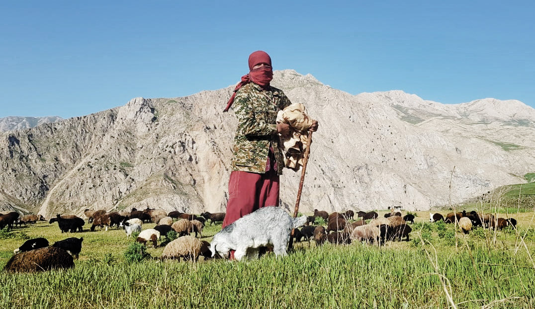 یک چوپان در دشت لار