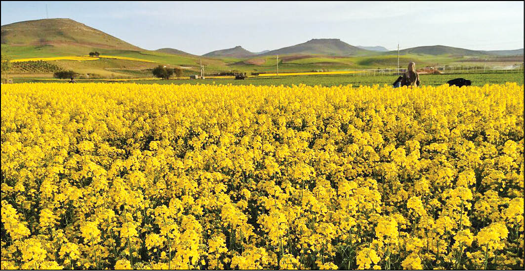 برداشت ۹۲درصد مزارع کلزا در‌گلستان
