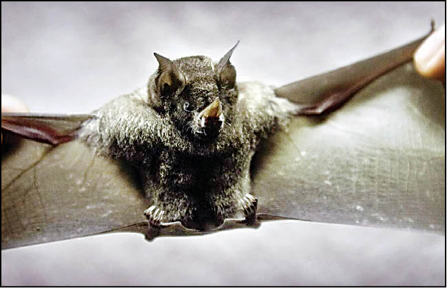 خطر جهانی یک بیماری همه‌گیر جدید