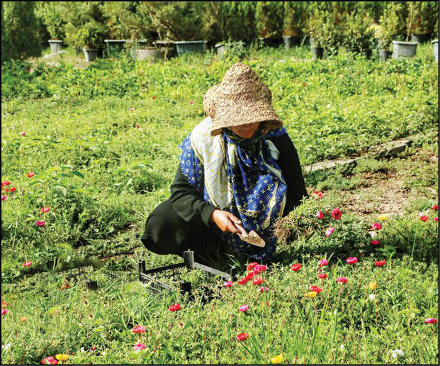 مازندران، قطب تولید گل و گیاه