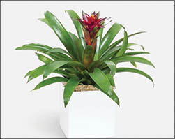 گیاه آناناسی