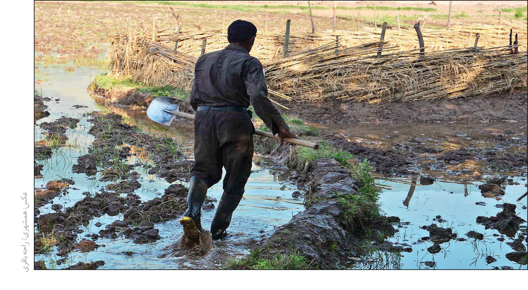 شالیزارهای گیلان، قربانی آلودگی رودها