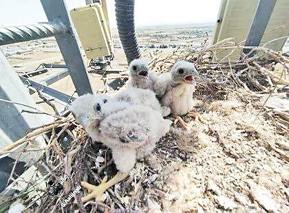 ماموریت شاهین