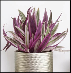 زیپلین؛ زیبای دو رنگ