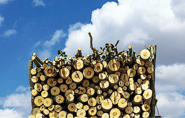 داستان سپیدار